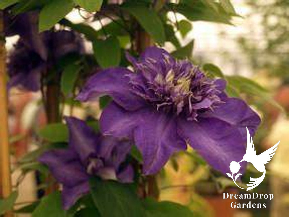 Clematis 'Shikou' / 'Shikoo' - Multi-Bloom Blue Violet — DreamDrop Gardens photo 3