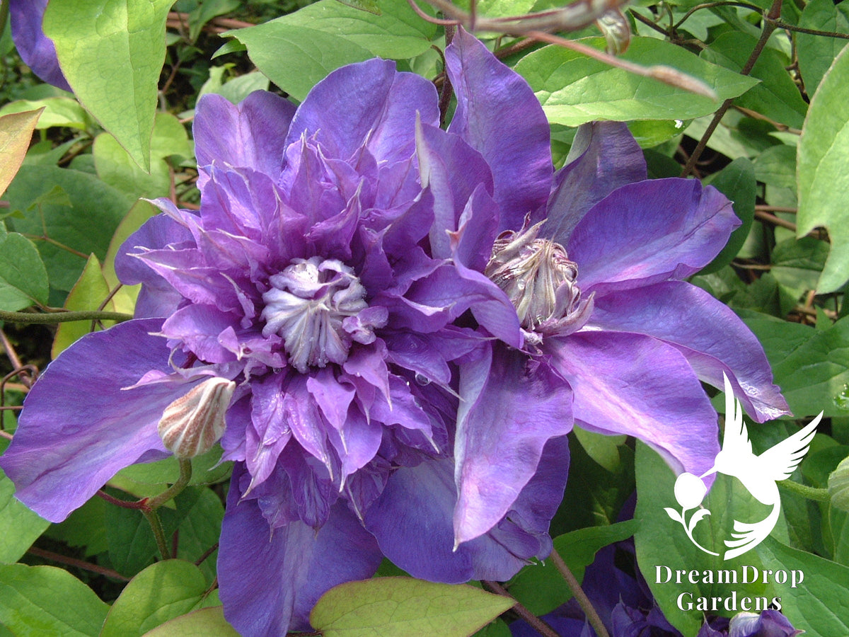 Clematis 'Shikou' / 'Shikoo' - Multi-Bloom Blue Violet — DreamDrop Gardens photo 4