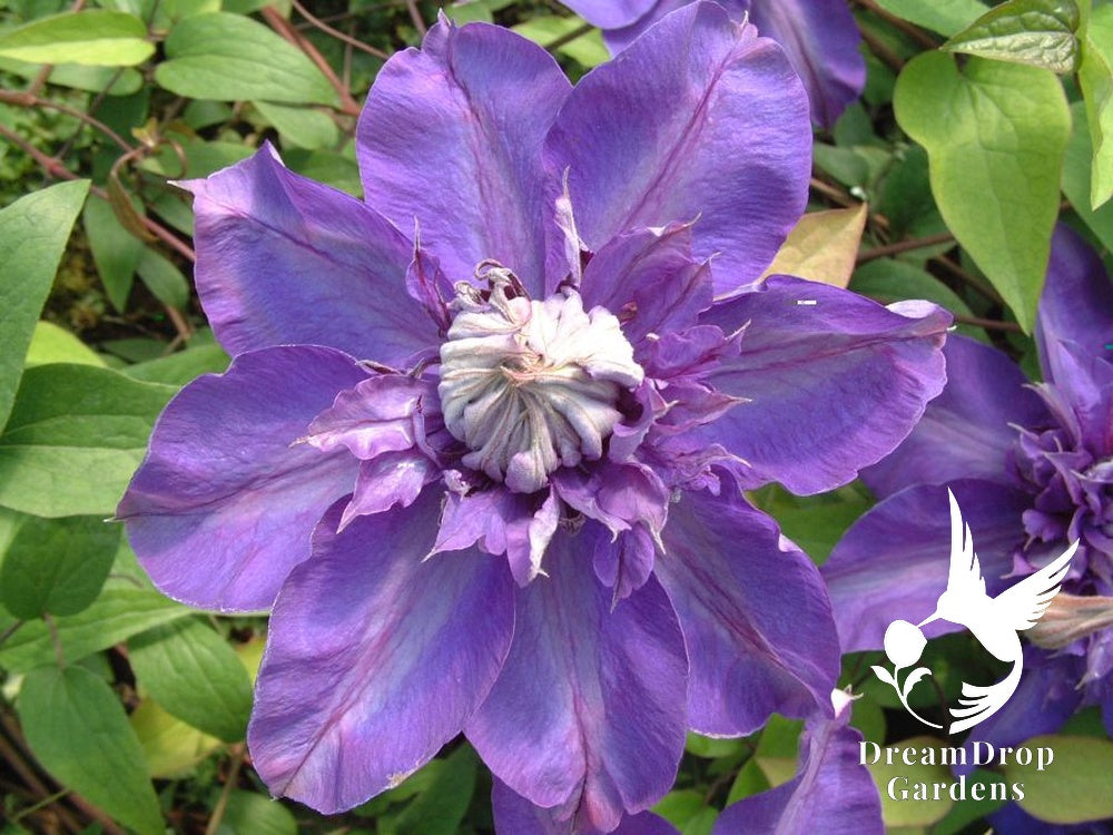 Clematis 'Shikou' / 'Shikoo' - Multi-Bloom Blue Violet — DreamDrop Gardens photo 5