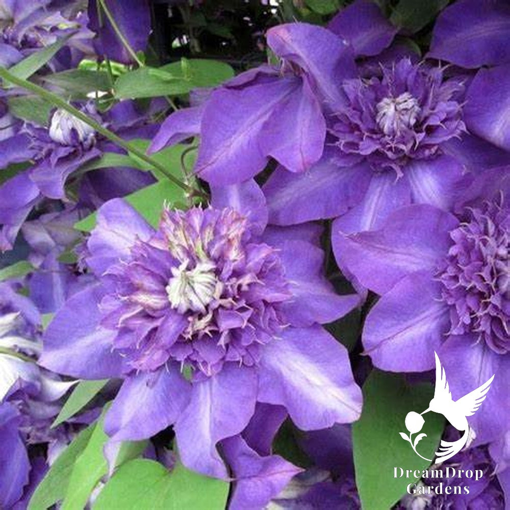 Clematis 'Shikou' / 'Shikoo' - Multi-Bloom Blue Violet — DreamDrop Gardens photo 6