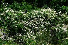 Load image into Gallery viewer, Clematis &#39;Fargesioides&#39; AKA &#39;Summer Snow&#39; AKA &#39;Paul Farges&#39;

