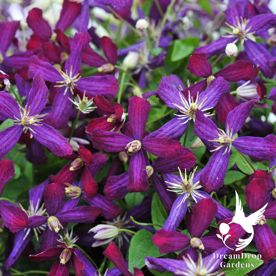 Close-up of cranberry-purple Sweet Summer Love clematis flowers with cream stamens
