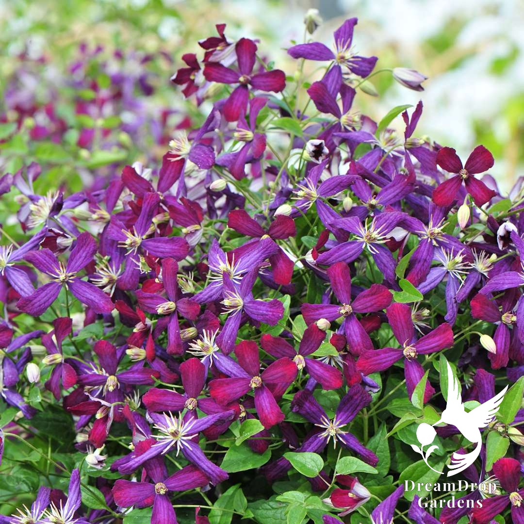 Mound of purple and cranberry Sweet Summer Love clematis flowers with buds