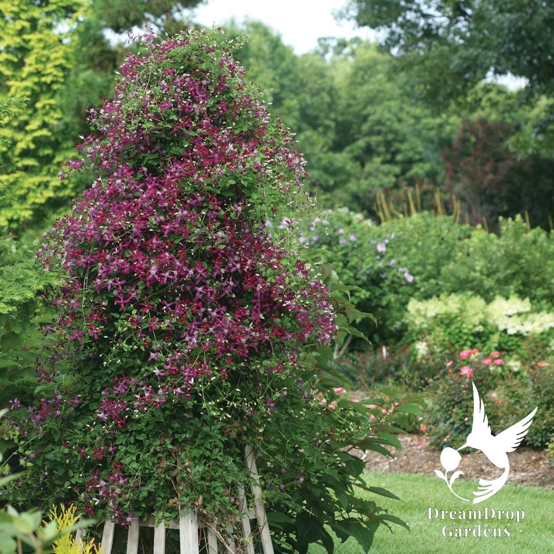Sweet Summer Love clematis covering a tall obelisk in a garden border