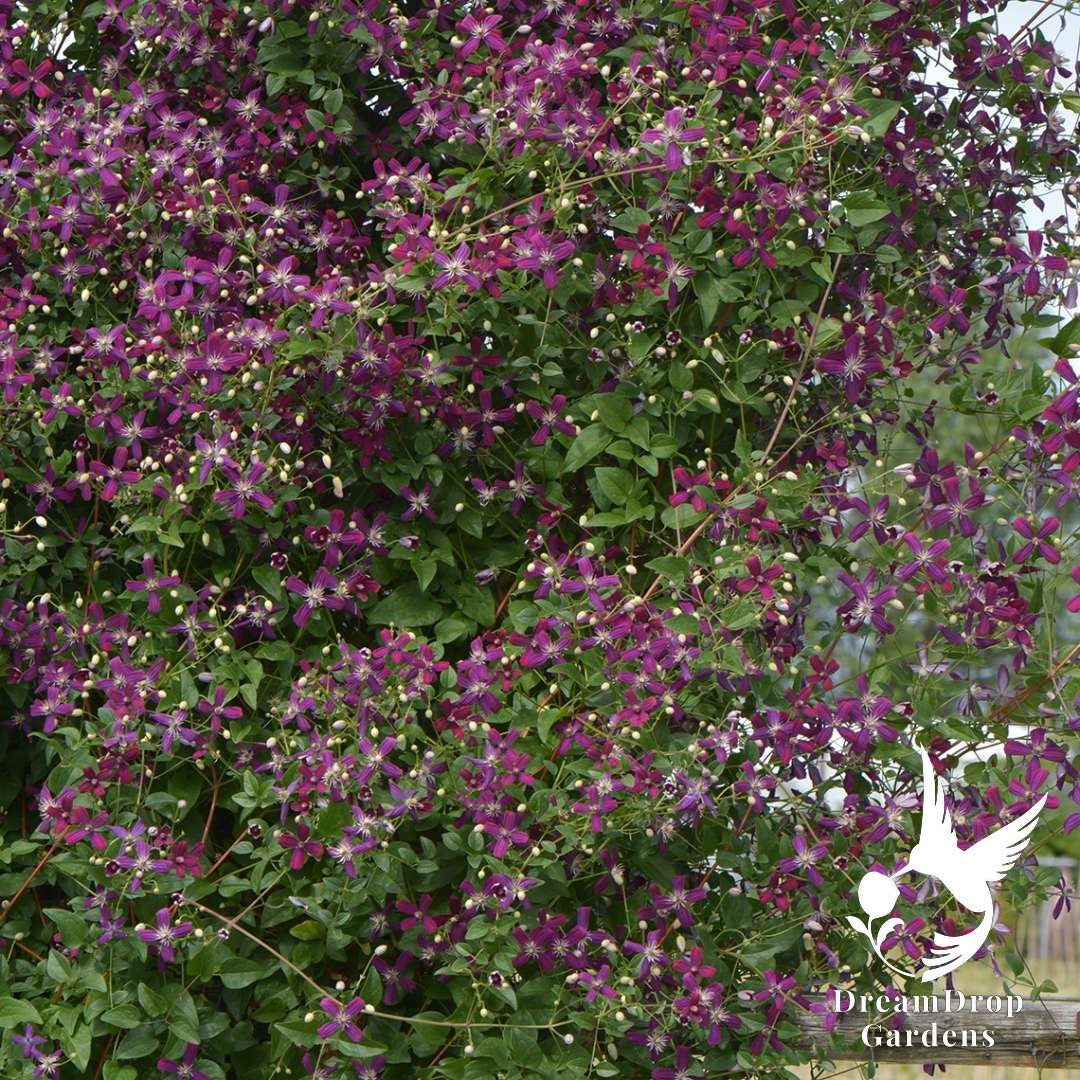 Sweet Summer Love clematis vine smothered in small cranberry-purple flowers and white buds
