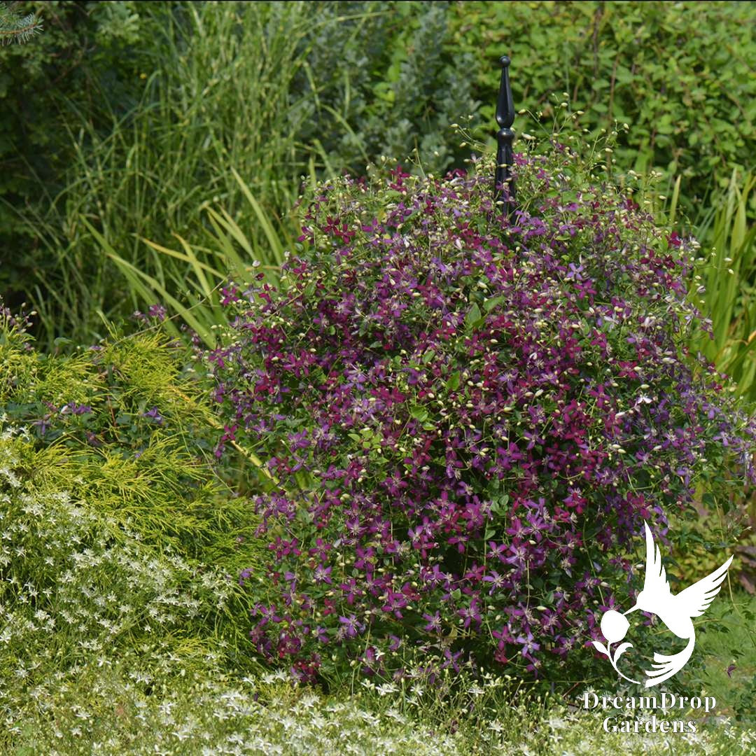 Sweet Summer Love clematis grown as a flowering mound on a black garden stake