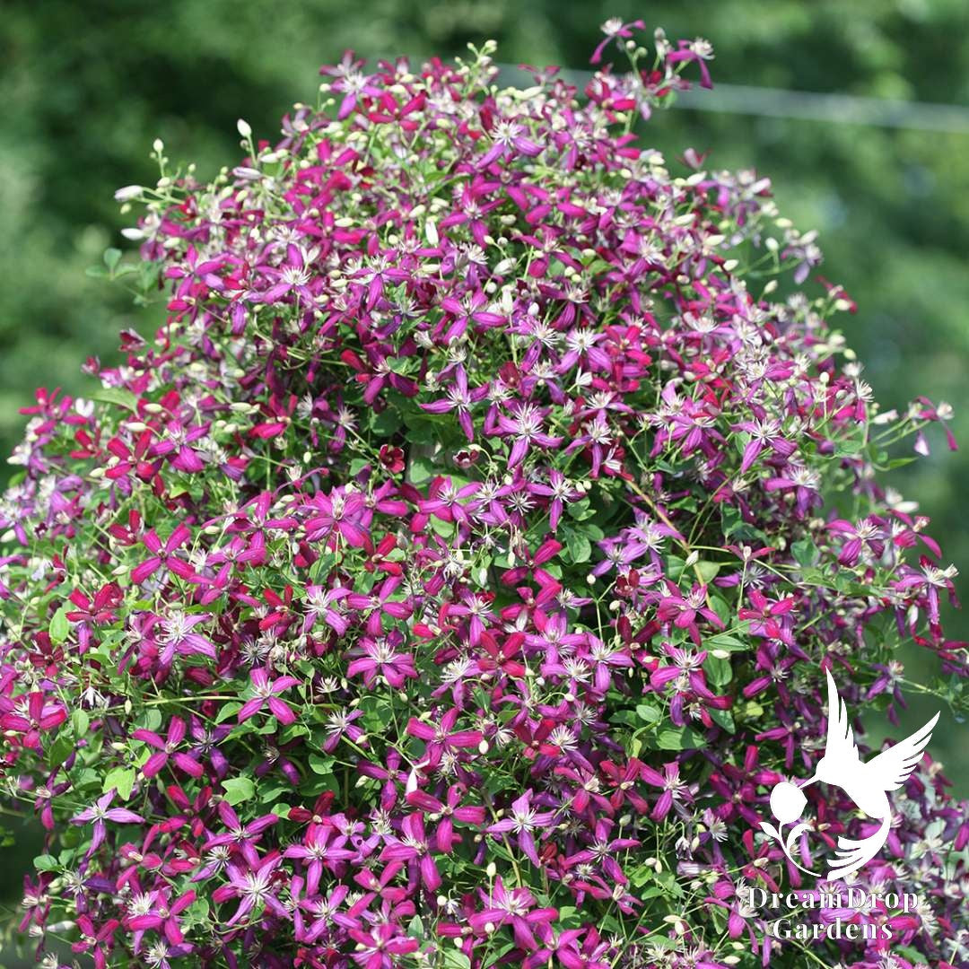 Dome of pink-purple Sweet Summer Love clematis flowers in sunlight