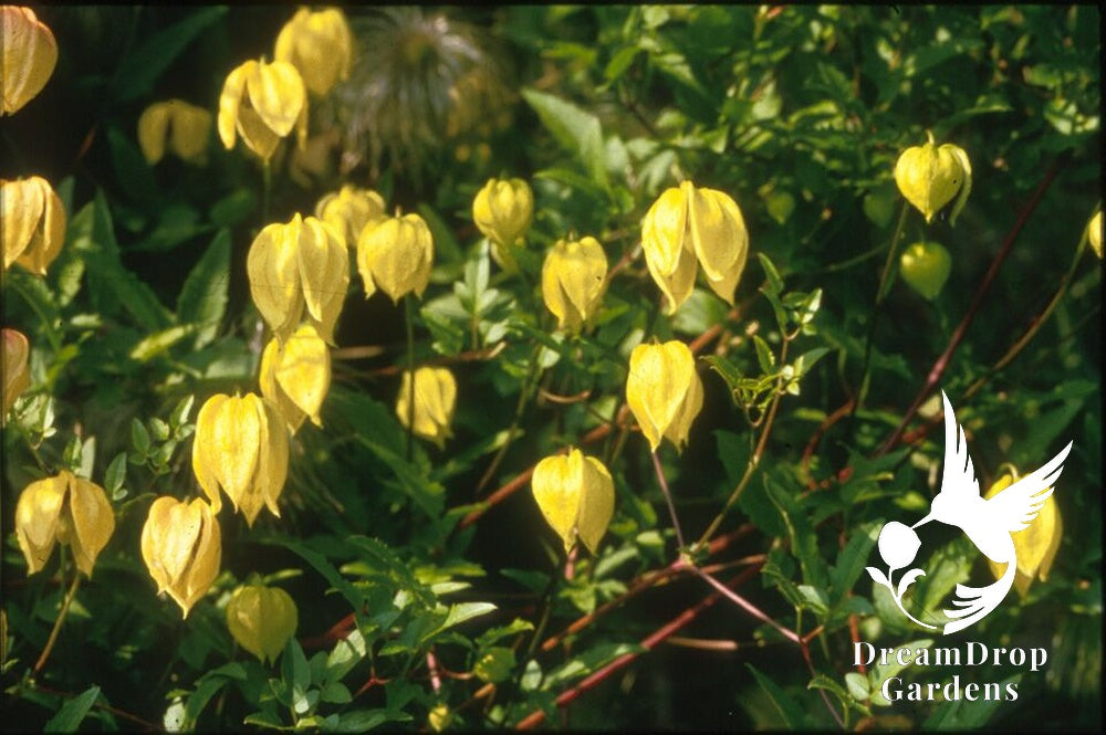Clematis 'Tangunitica' — DreamDrop Gardens photo 1