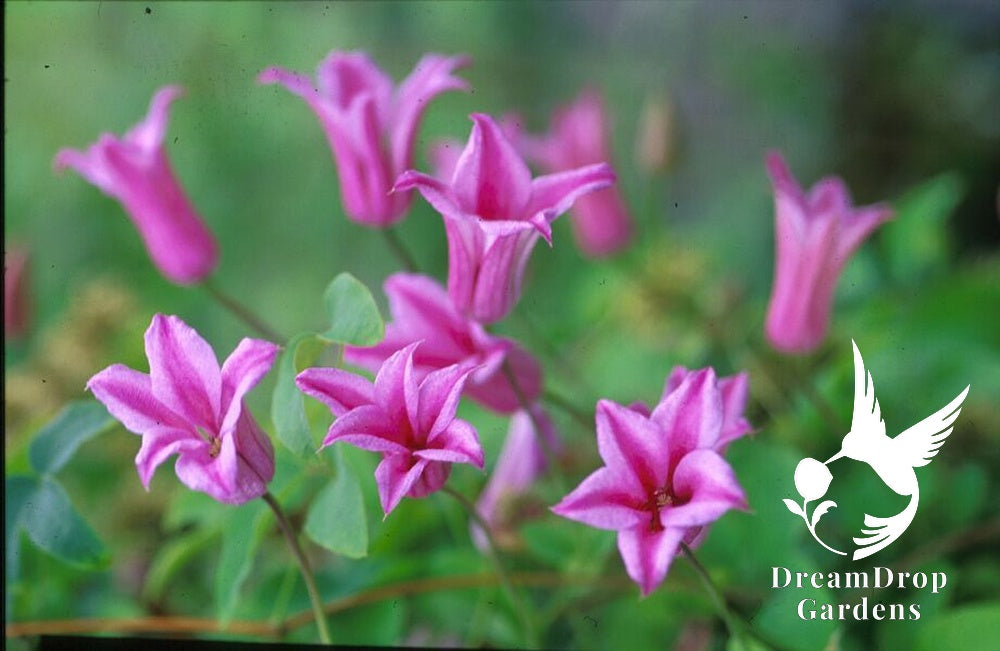 Scarlet Clematis Texensis, Duchess of Albany — DreamDrop Gardens photo 1