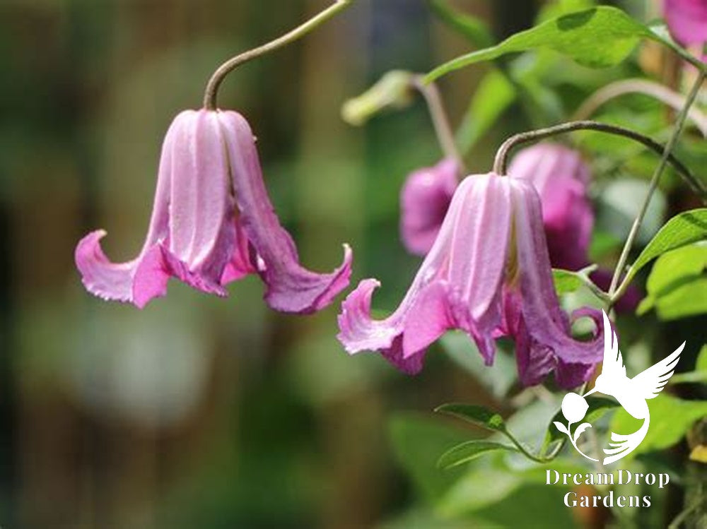 Scarlet Clematis Texensis 'Etoile Rose' — DreamDrop Gardens photo 1