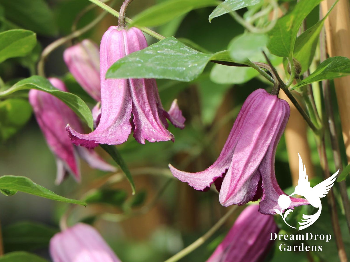 Scarlet Clematis Texensis 'Etoile Rose' — DreamDrop Gardens photo 2
