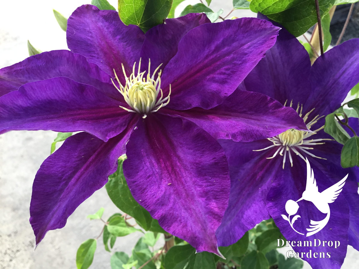Clematis - The Duchess of Cornwall — DreamDrop Gardens photo 1