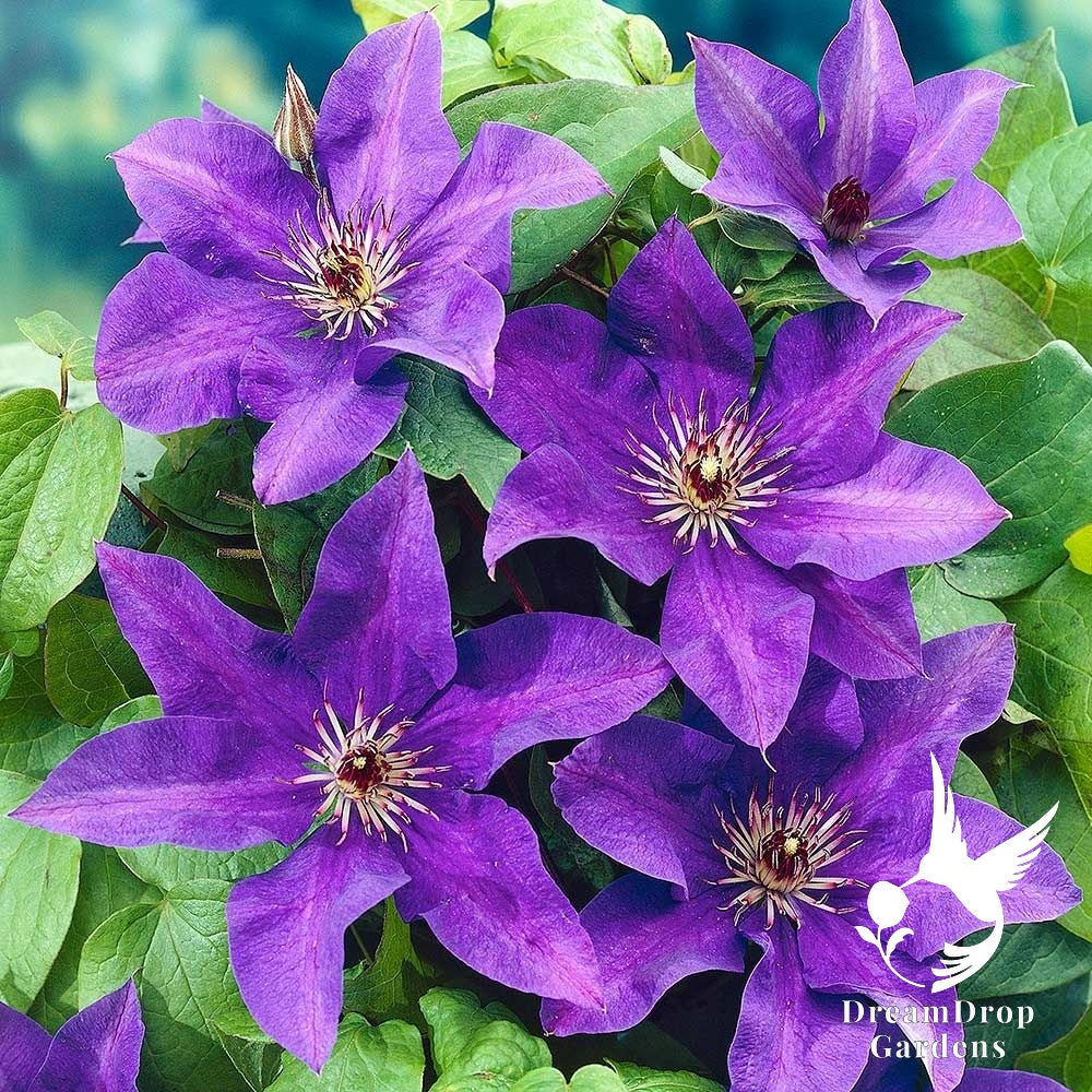 Clematis 'The President' — DreamDrop Gardens photo 1
