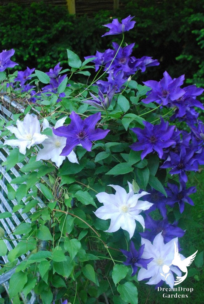 Clematis 'The President' — DreamDrop Gardens photo 2