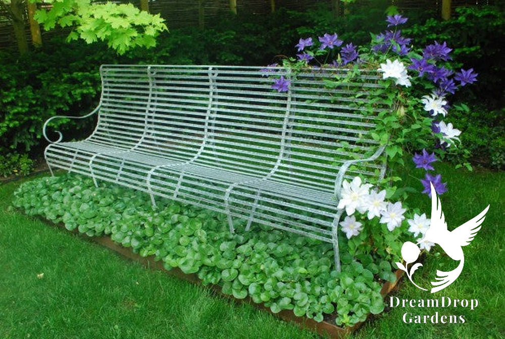 Clematis 'The President' — DreamDrop Gardens photo 3
