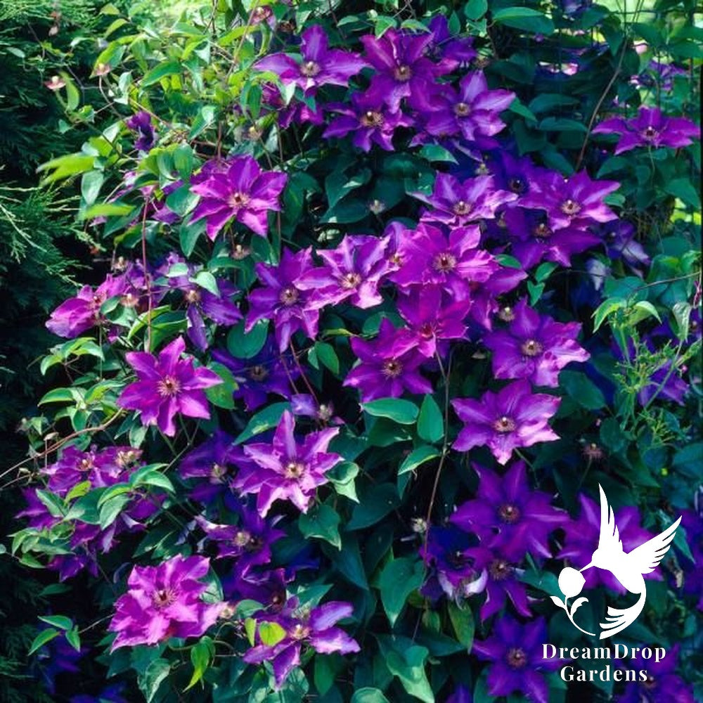 Clematis 'The President' — DreamDrop Gardens photo 4