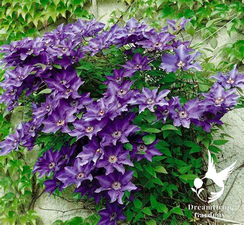 Clematis 'The President' — DreamDrop Gardens photo 5