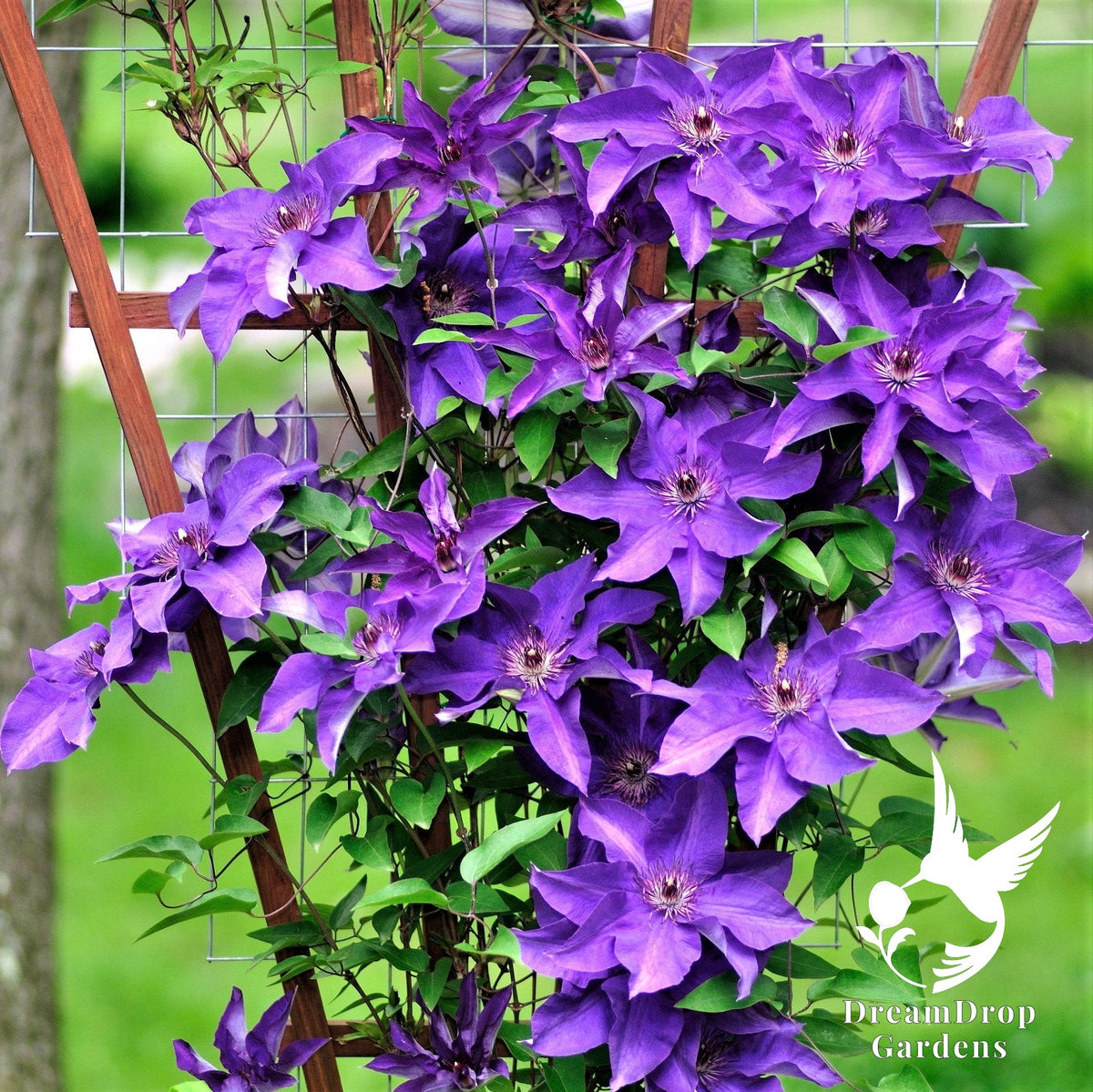 Clematis 'The President' — DreamDrop Gardens photo 6