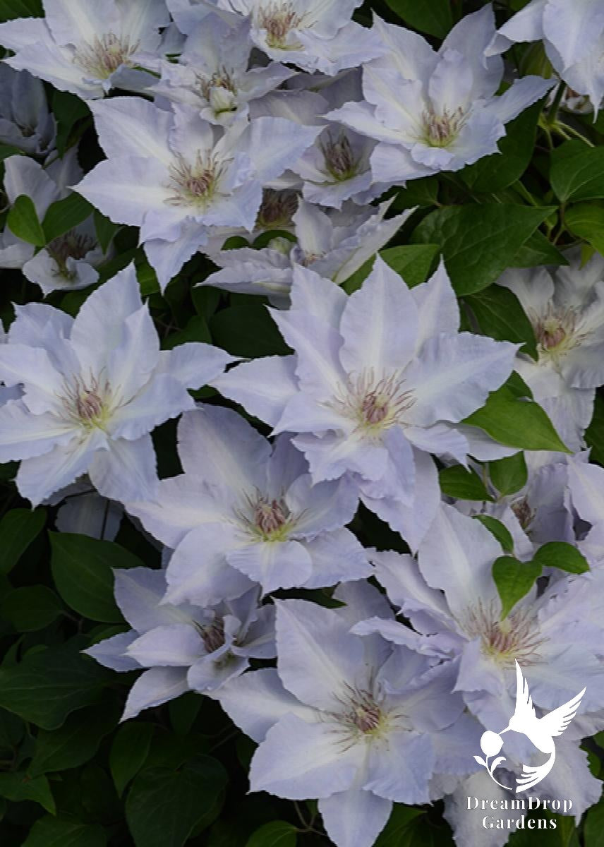 Clematis 'Tranquilite' — DreamDrop Gardens photo 1