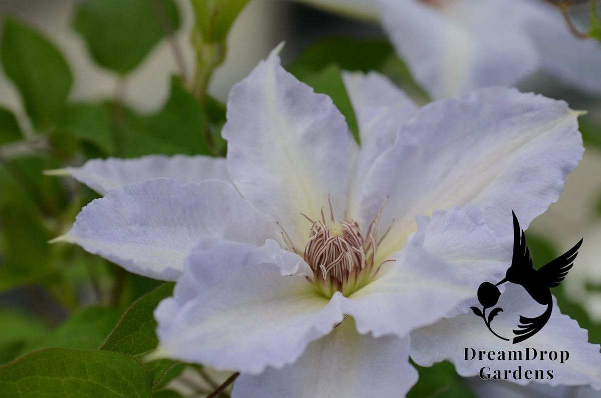 Clematis 'Tranquilite' — DreamDrop Gardens photo 2