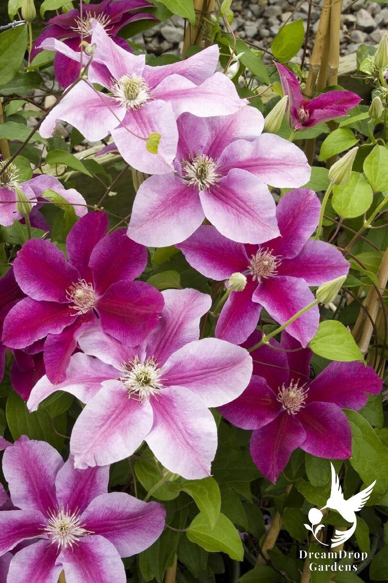Clematis 'Kilian Donahue' — DreamDrop Gardens photo 1