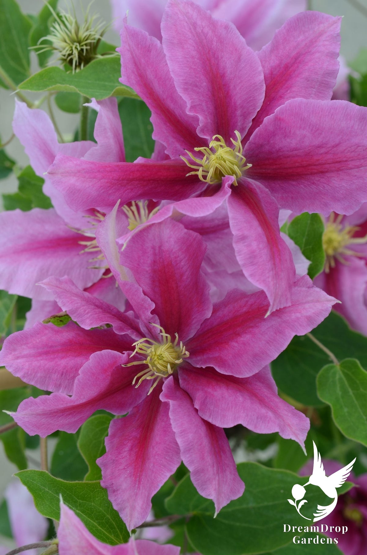 Clematis 'Vicki' — DreamDrop Gardens photo 1