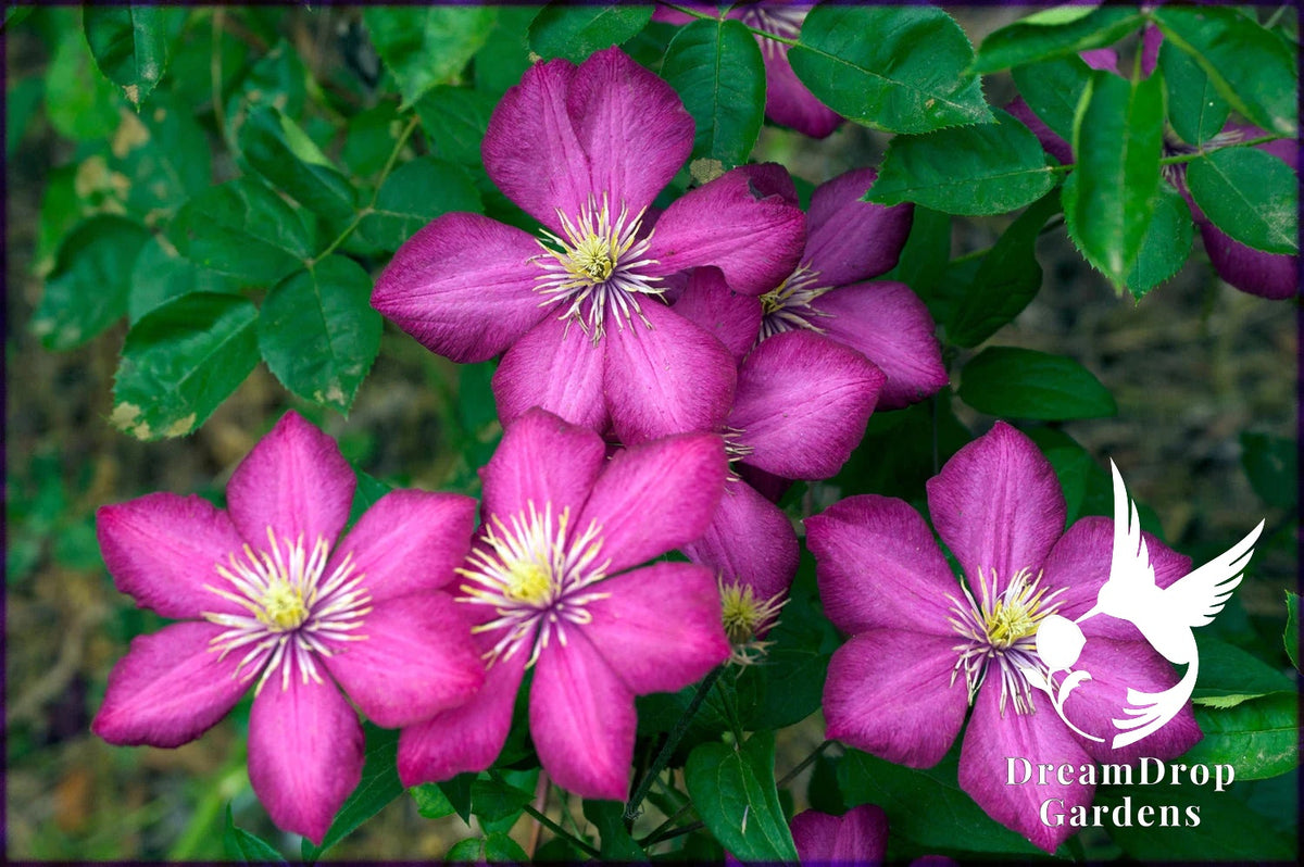 Clematis 'Ville De Lyon' — DreamDrop Gardens photo 1