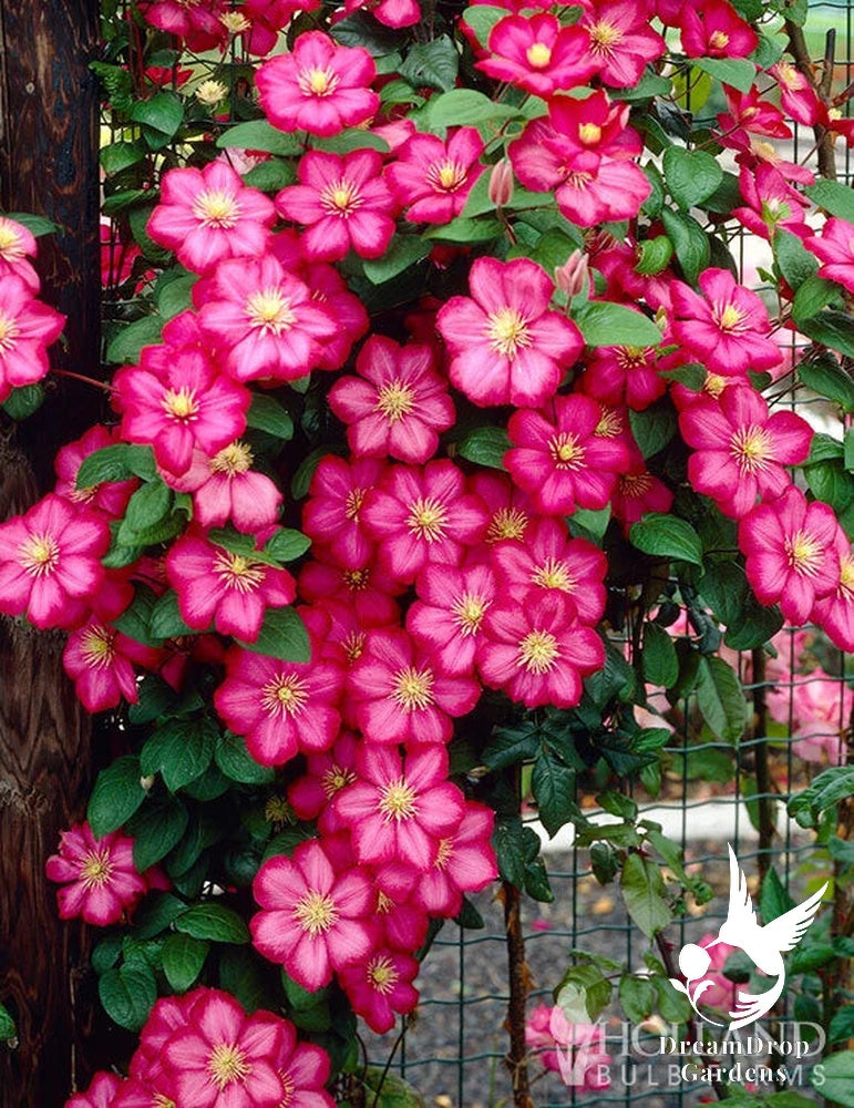 Clematis 'Ville De Lyon' — DreamDrop Gardens photo 2