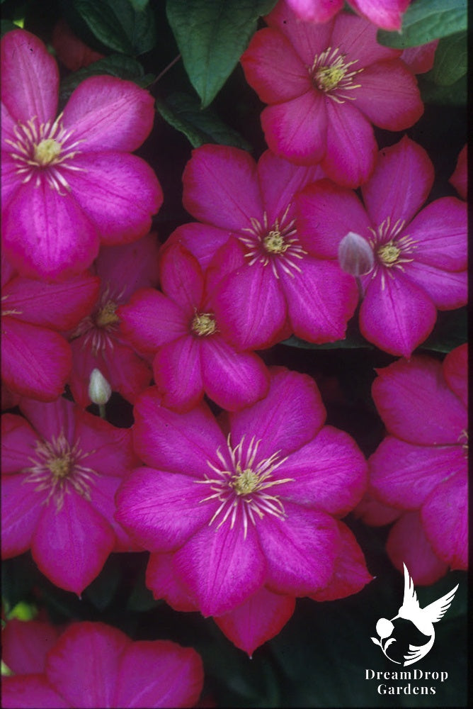 Clematis 'Ville De Lyon' — DreamDrop Gardens photo 3