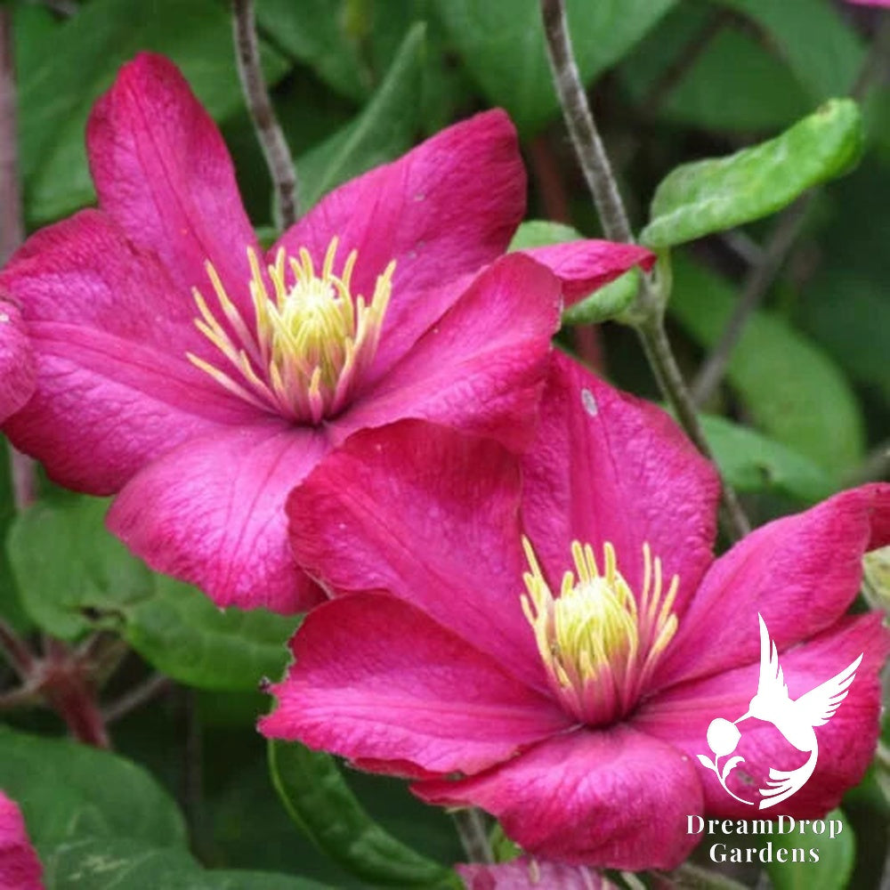Clematis 'Ville De Lyon' — DreamDrop Gardens photo 4