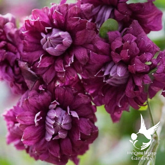 Clematis 'Viticella Purpurea Plena Elegans' — DreamDrop Gardens photo 1