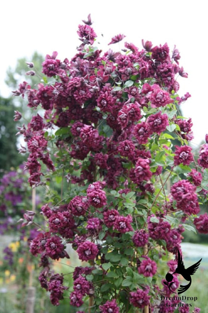 Clematis 'Viticella Purpurea Plena Elegans' — DreamDrop Gardens photo 2