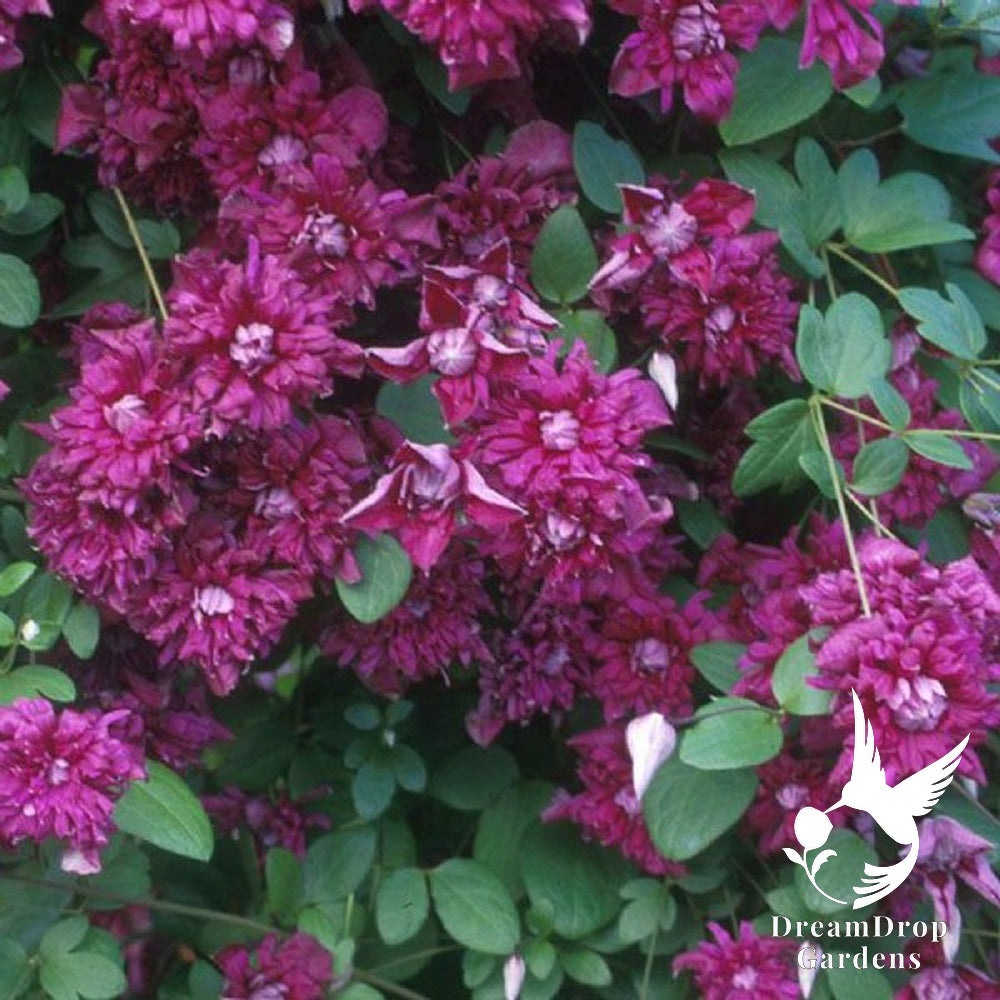 Clematis 'Viticella Purpurea Plena Elegans' — DreamDrop Gardens photo 3