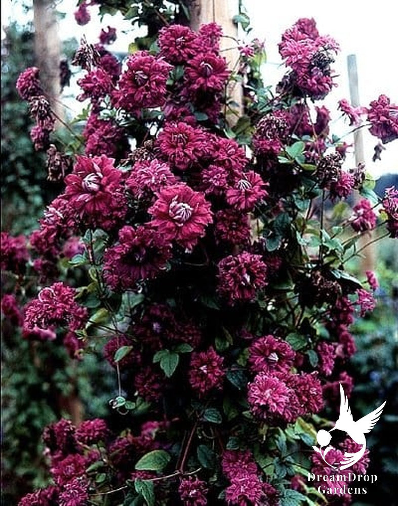 Clematis 'Viticella Purpurea Plena Elegans' — DreamDrop Gardens photo 4