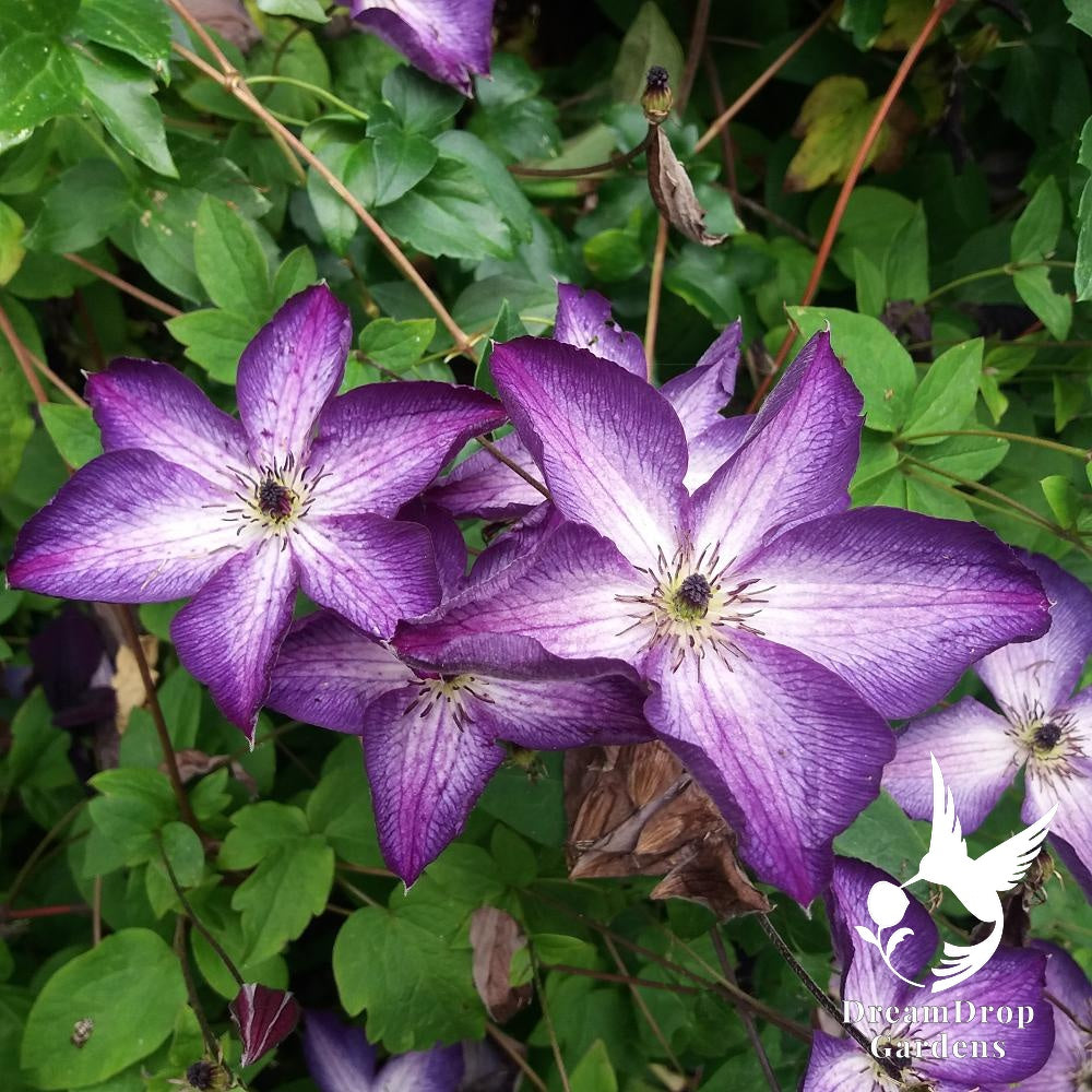 Clematis 'Viticella Venosa Violacea' — DreamDrop Gardens photo 1