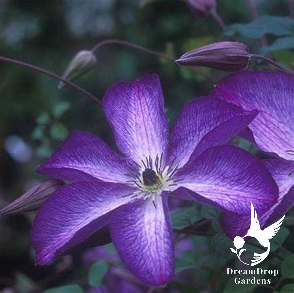 Clematis 'Viticella Venosa Violacea' — DreamDrop Gardens photo 2