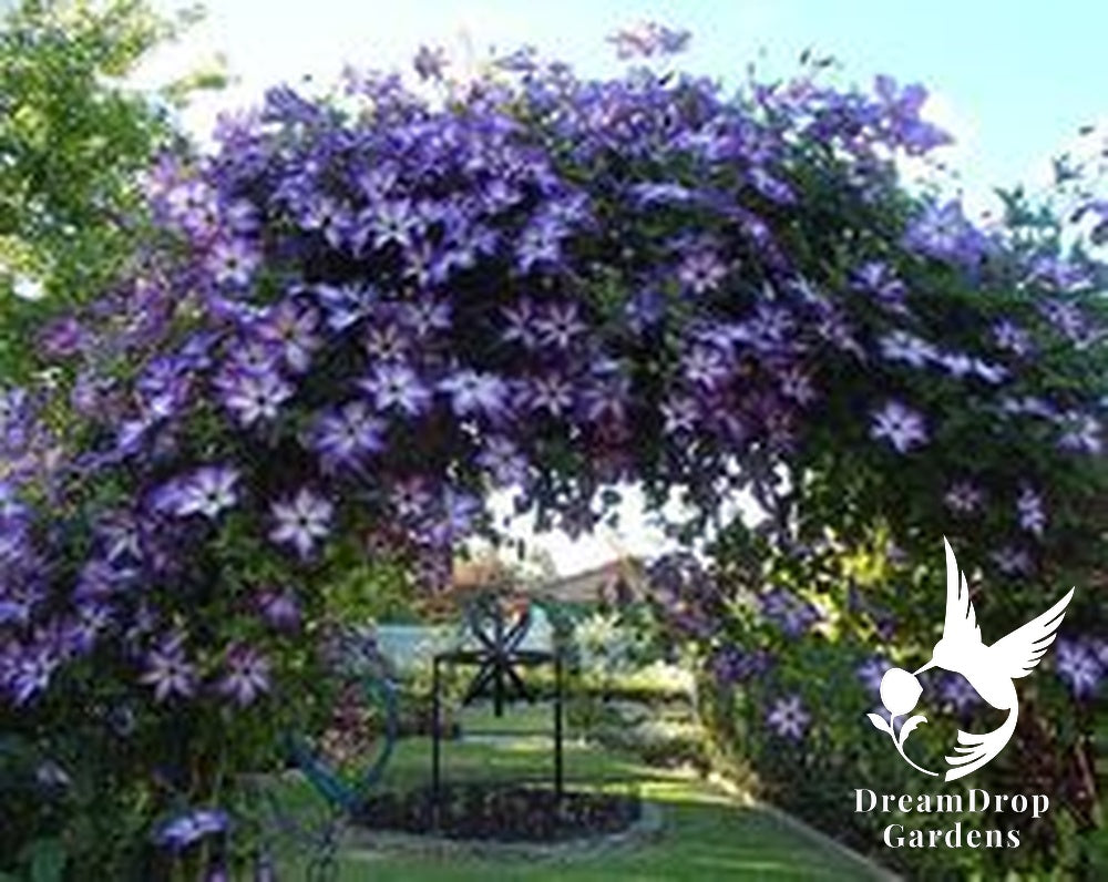 Clematis 'Viticella Venosa Violacea' — DreamDrop Gardens photo 3