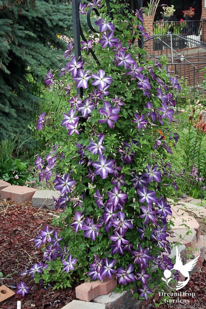 Clematis 'Viticella Venosa Violacea' — DreamDrop Gardens photo 4