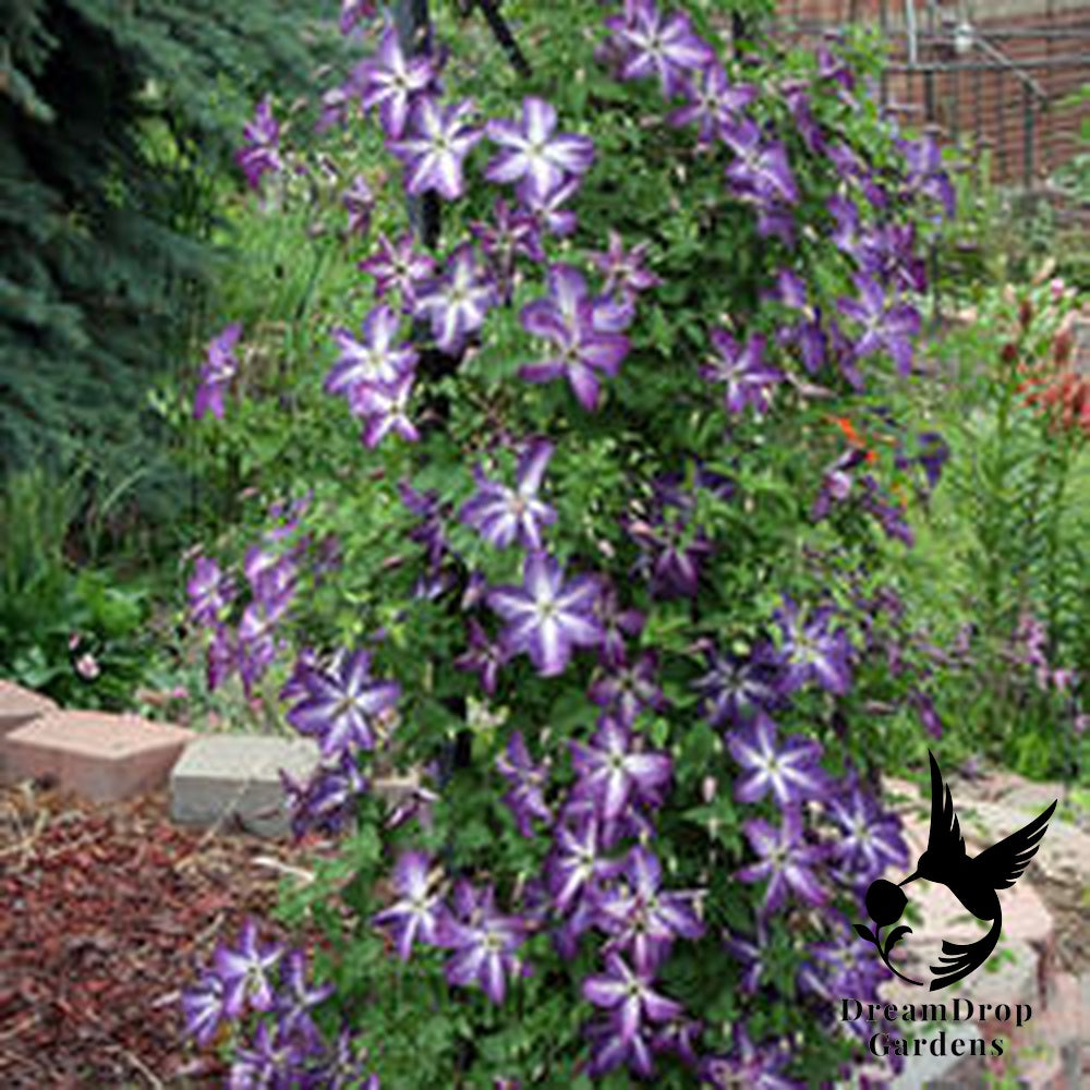 Clematis 'Viticella Venosa Violacea' — DreamDrop Gardens photo 5