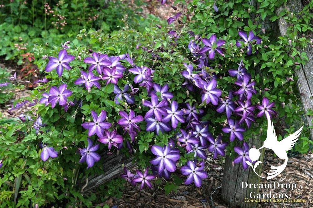 Clematis 'Viticella Venosa Violacea' — DreamDrop Gardens photo 6