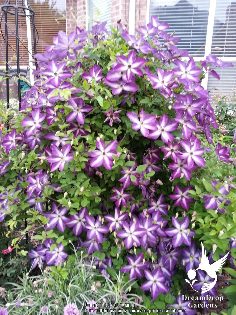 Clematis 'Viticella Venosa Violacea' — DreamDrop Gardens photo 7