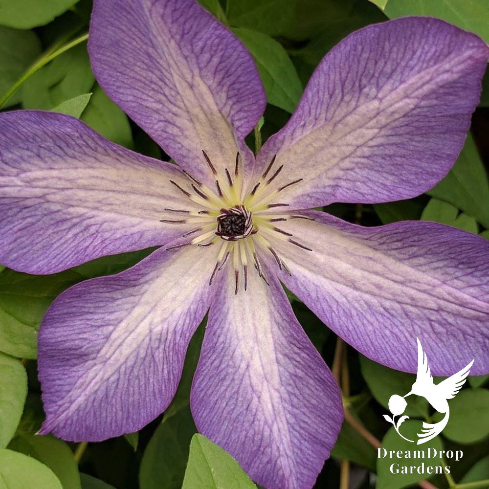 Clematis 'Viticella Venosa Violacea' — DreamDrop Gardens photo 8