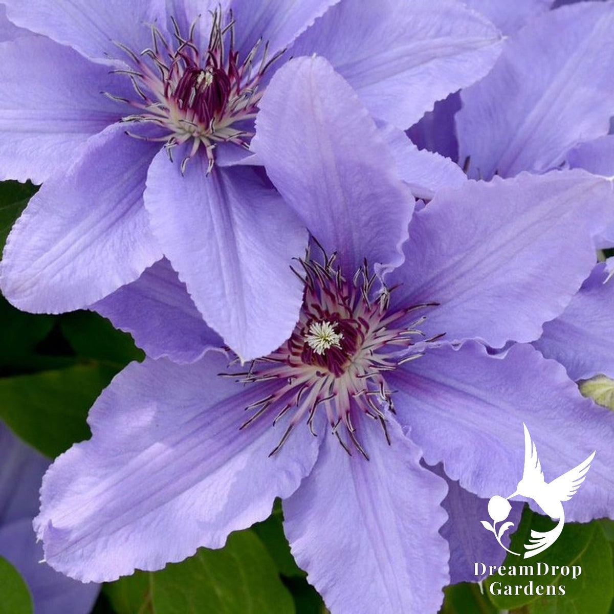 Clematis 'Parisienne' — DreamDrop Gardens photo 1