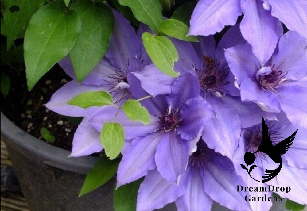 Clematis 'Parisienne' — DreamDrop Gardens photo 2