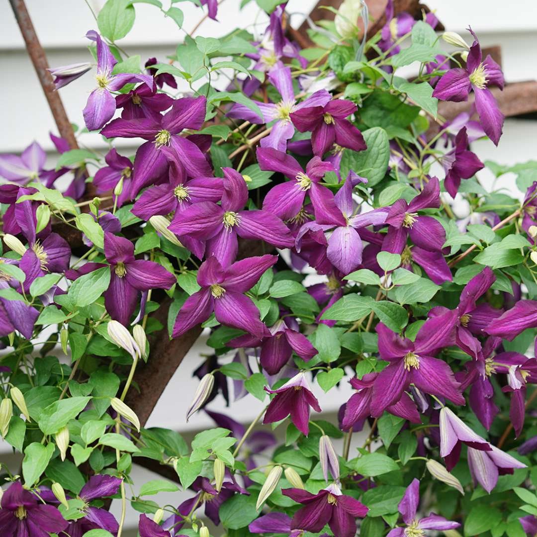 Clematis - Happy Jack Purple