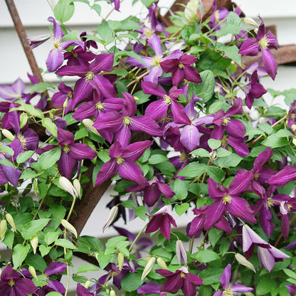 Clematis - Happy Jack Purple