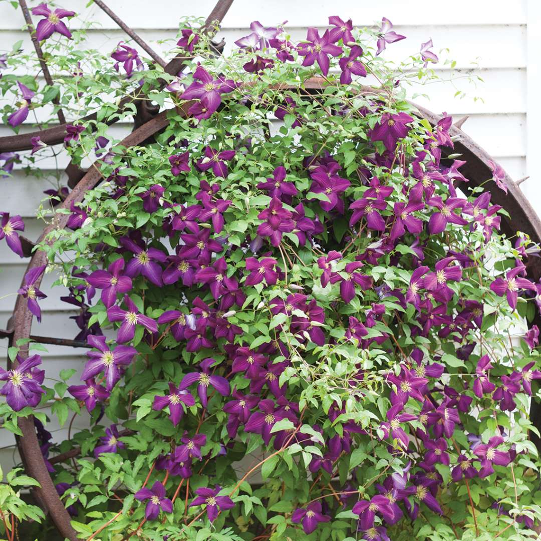Clematis - Happy Jack Purple