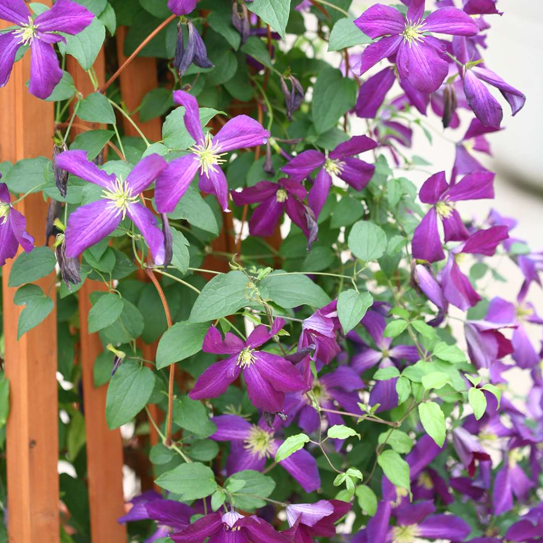 Clematis - Happy Jack Purple