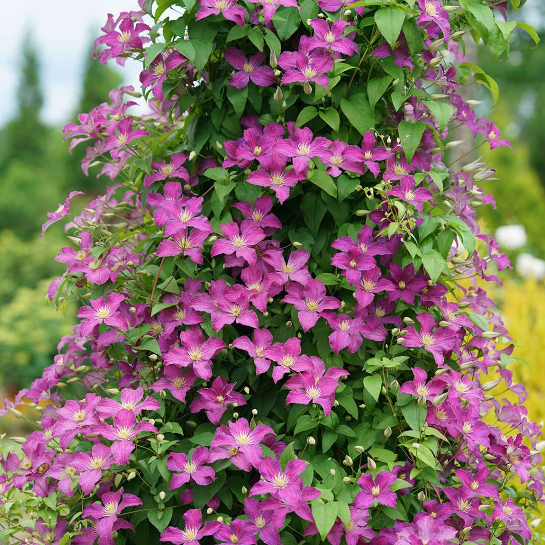 Clematis - JOLLY GOOD