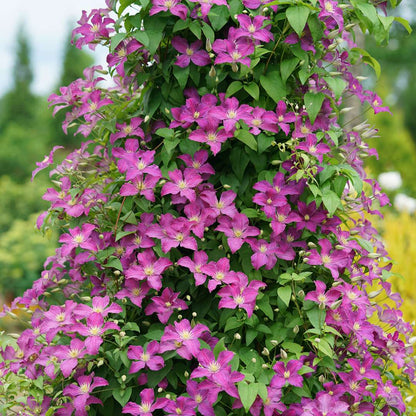 Clematis - JOLLY GOOD